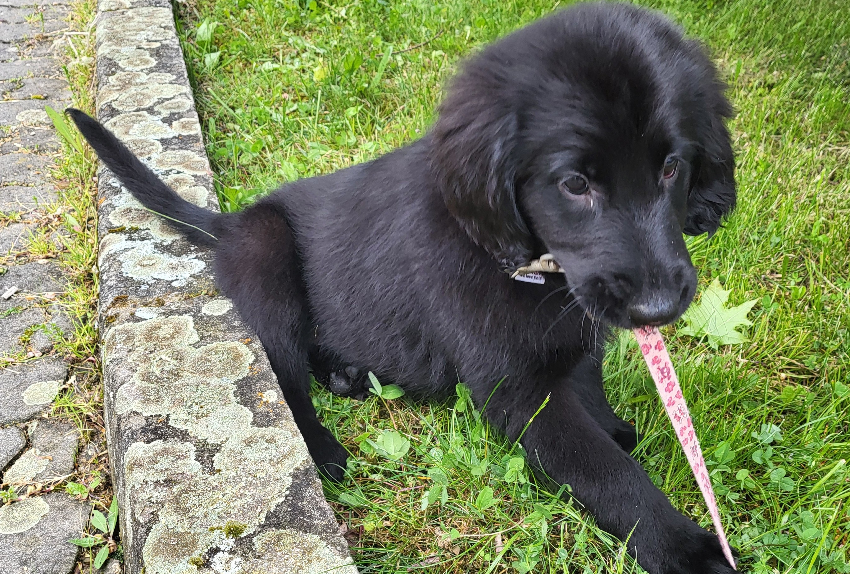Shine: the 11th guide dog in the Geis family