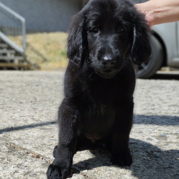 Shine: the 11th guide dog in the Geis family