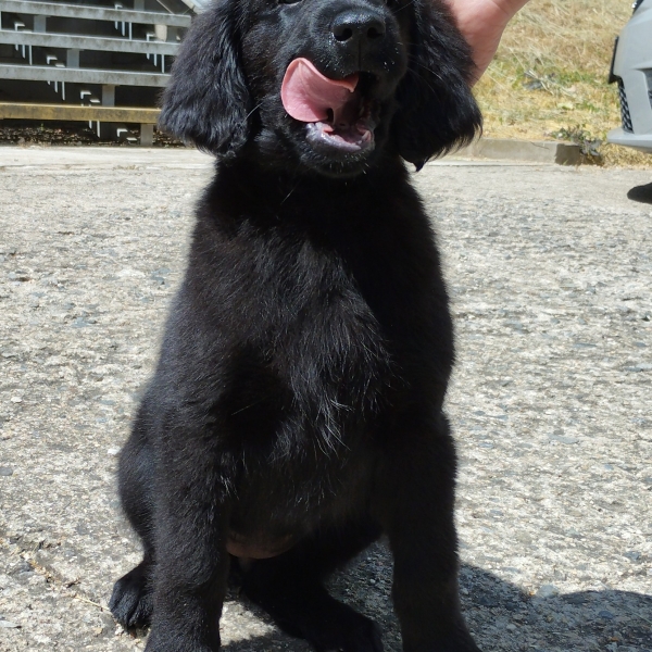 Shine: the 11th guide dog in the Geis family
